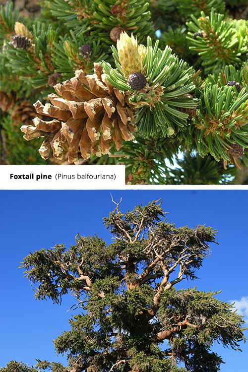 Pinus balfouriana   Foxtail pine