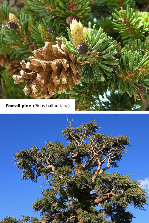 Pinus balfouriana Foxtail pine