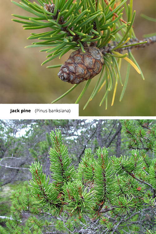 Pinus banksiana Jack pine
