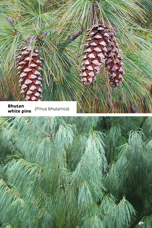 Pinus bhutanica Bhutan white pine