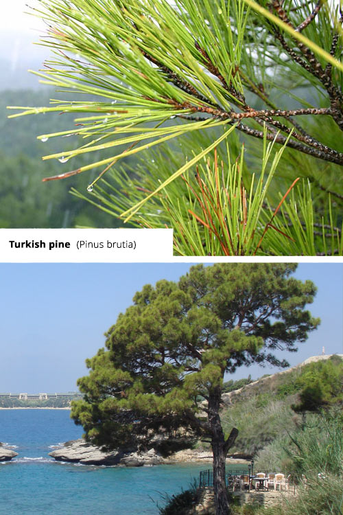 Pinus brutia Turkish pine