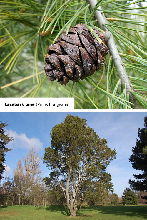 Pinus bungeana   Lacebark pine