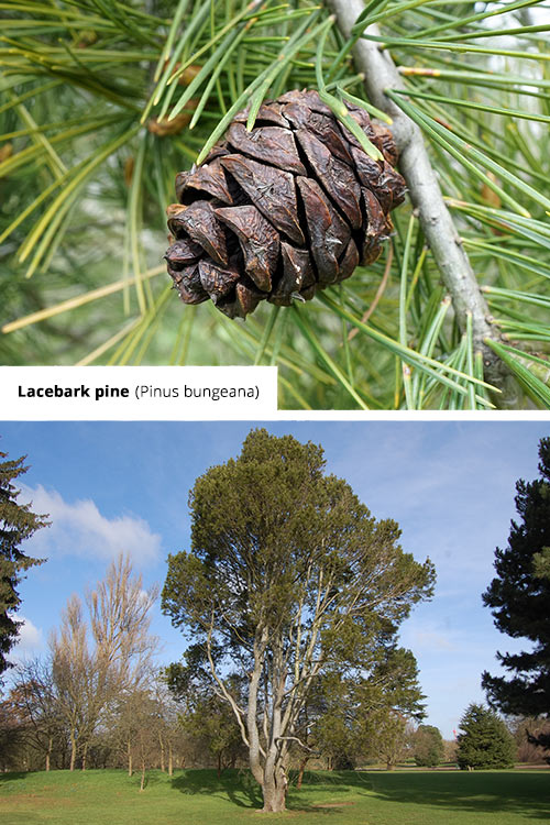 Pinus bungeana Lacebark pine