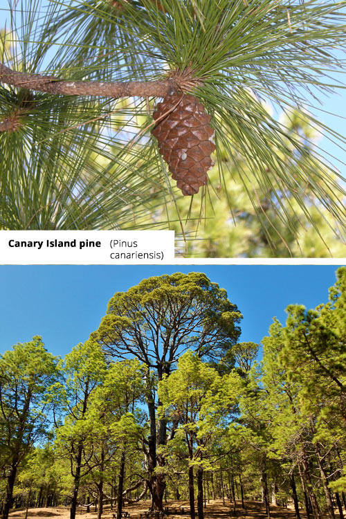 Pinus canariensis Canary Island pine