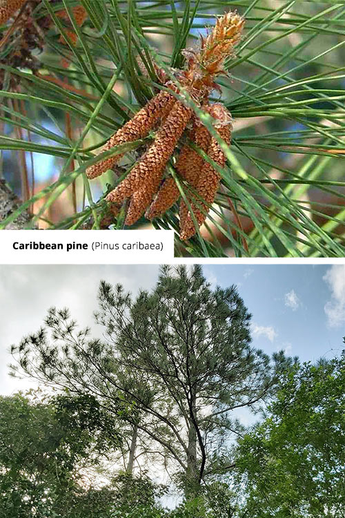 Pinus caribaea Caribbean pine