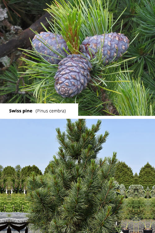 Pinus cembra   Swiss pine