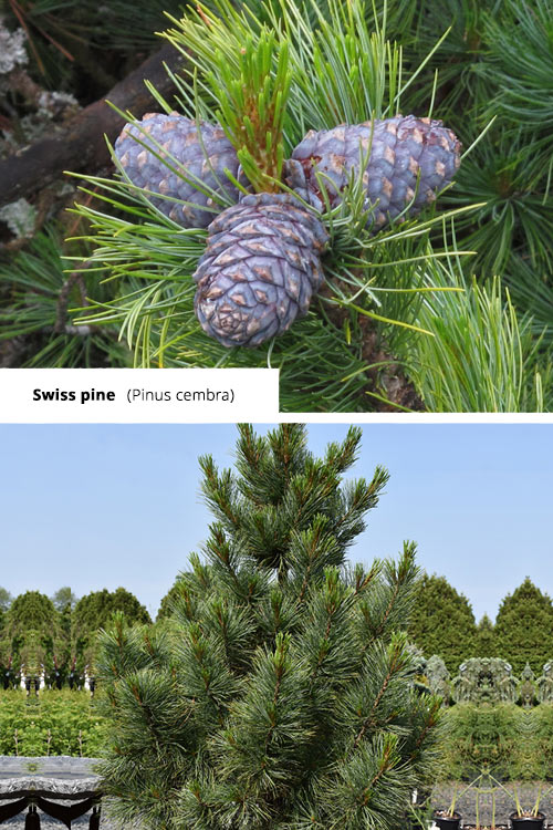 Pinus cembra Swiss pine