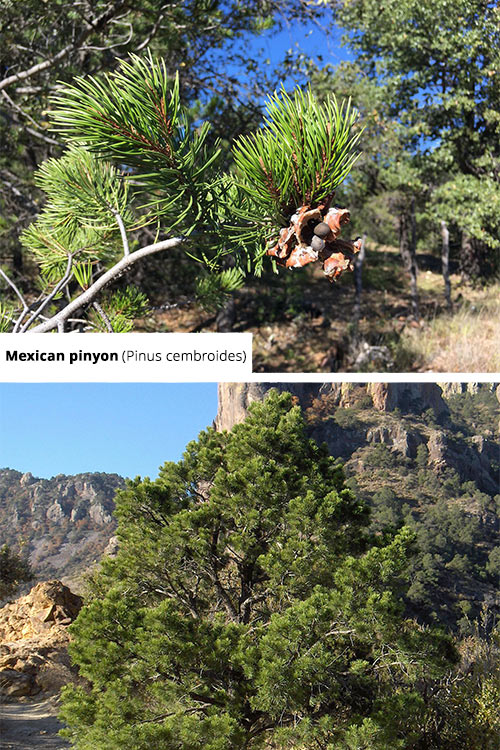 Pinus cembroides Mexican pinyon