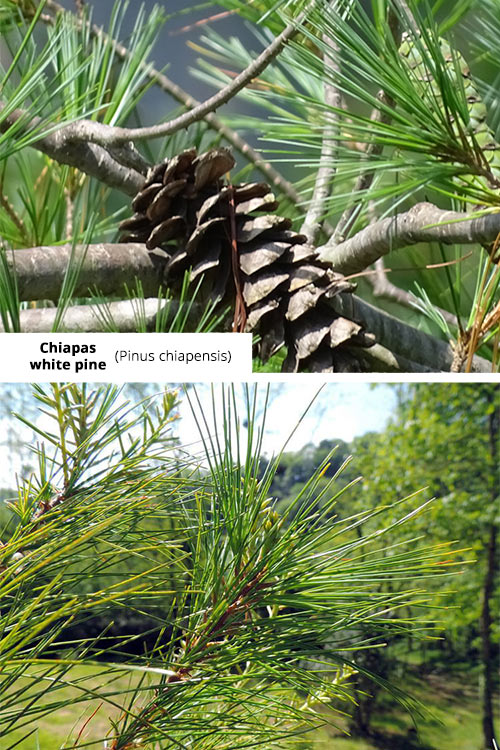 Pinus chiapensis   Chiapas white pine