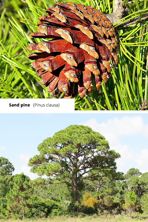 Pinus clausa   Sand pine
