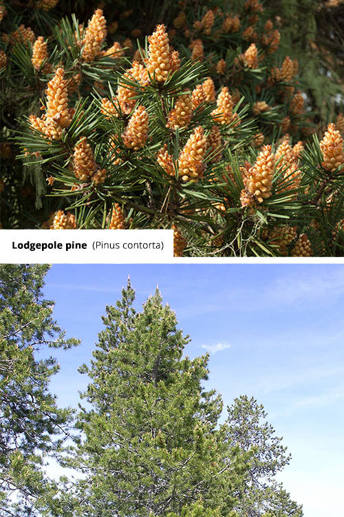 Pinus contorta Lodgepole pine