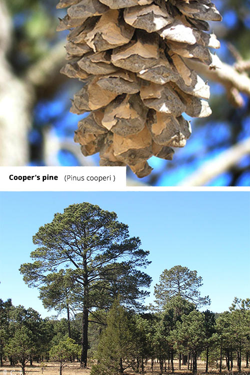 Pinus cooperi Cooper's pine