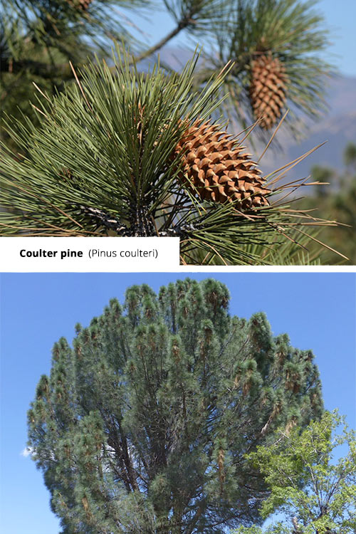 Pinus coulteri Coulter pine