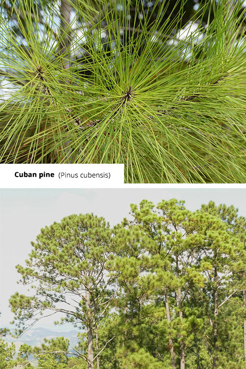 Pinus cubensis   Cuban pine