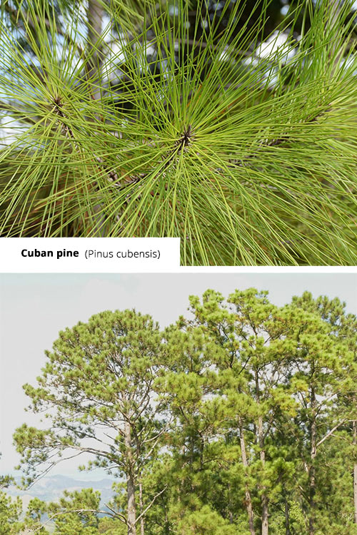 Pinus cubensis Cuban pine