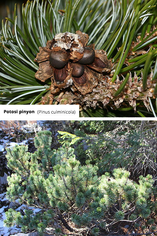 Pinus culminicola   Potosi pinyon