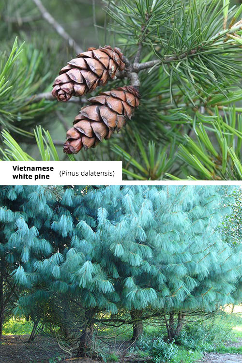 Pinus dalatensis Vietnamese white pine