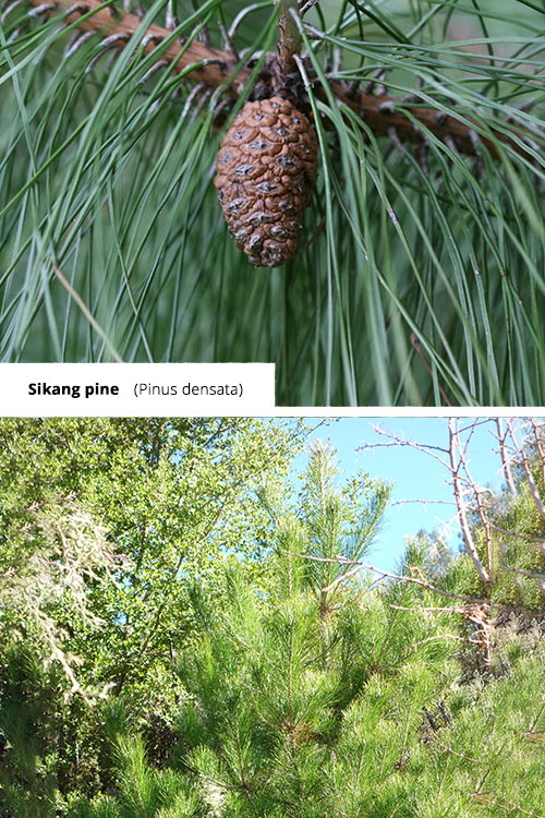 Pinus densata   Sikang pine