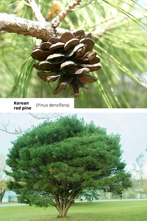 Pinus densiflora Korean red pine