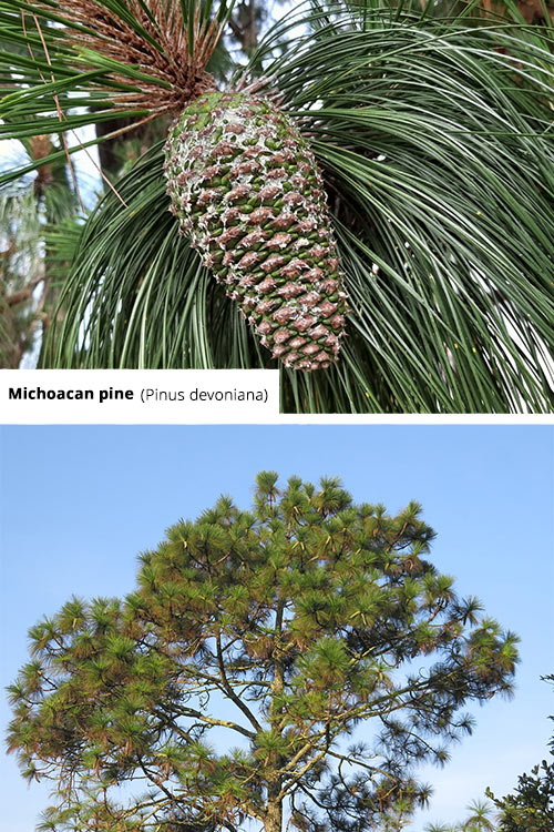 Pinus devoniana   Michoacan pine