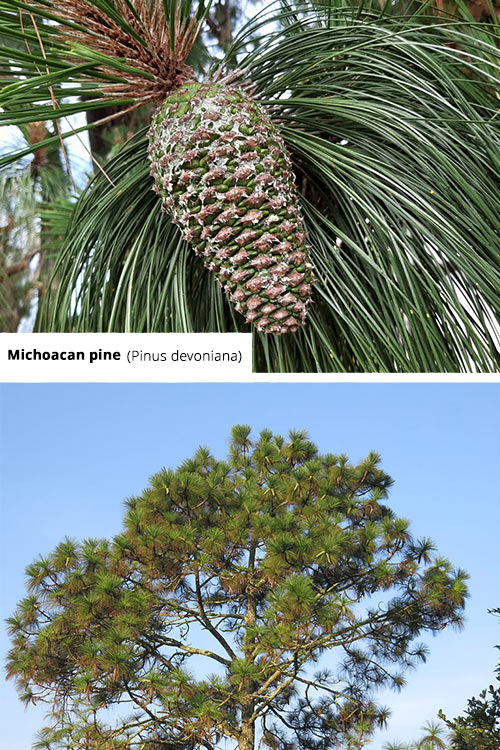 Pinus devoniana Michoacan pine