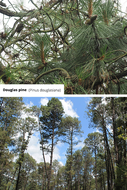 Pinus douglasiana Douglas pine