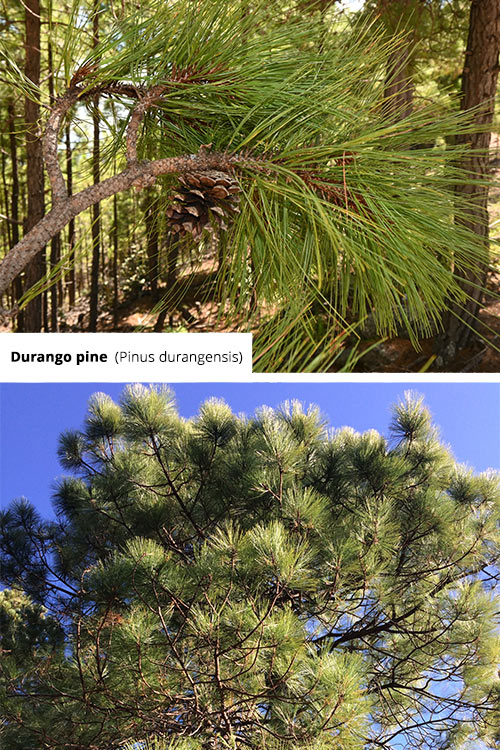 Pinus durangensis Durango pine