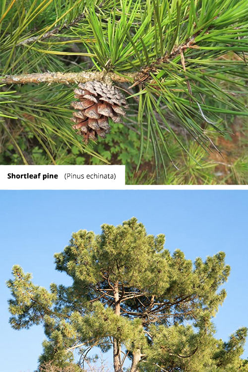 Pinus echinata Shortleaf pine