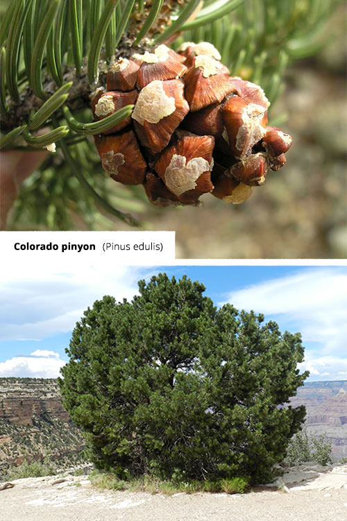 Pinus edulis   Colorado pinyon
