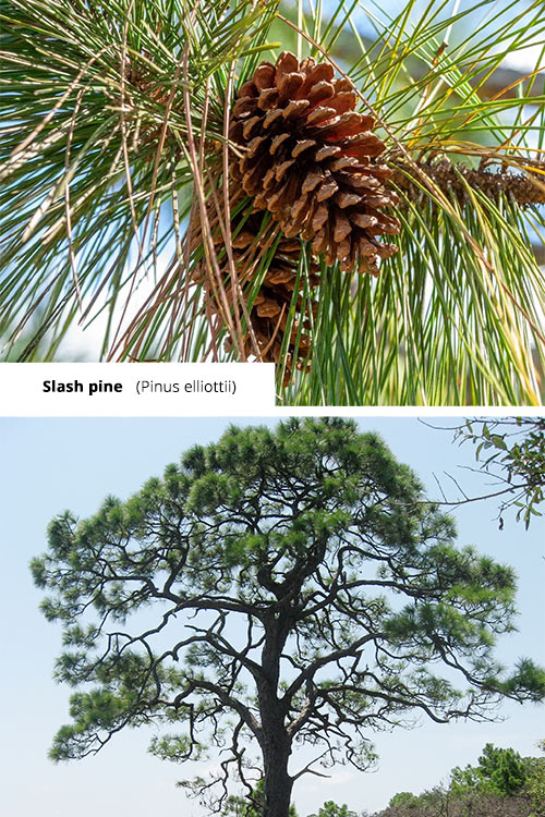 Pinus elliottii   Slash pine