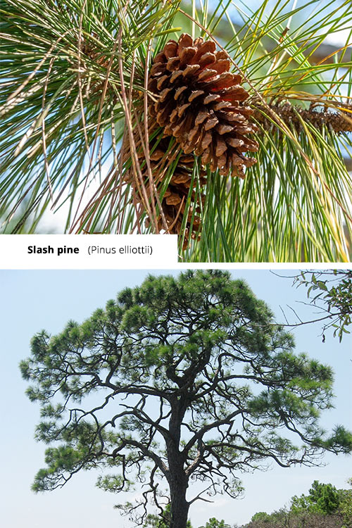 Pinus elliottii Slash pine