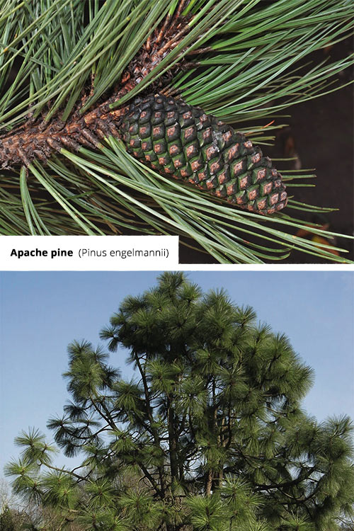 Pinus engelmannii Apache pine