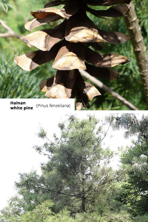 Pinus fenzeliana   Hainan white pine