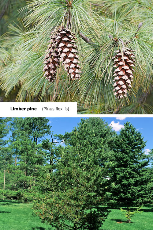 Pinus flexilis   Limber pine