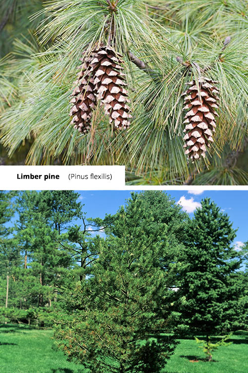 Pinus flexilis Limber pine