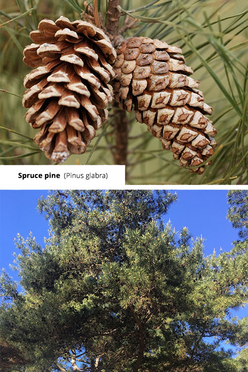 Pinus glabra Spruce pine