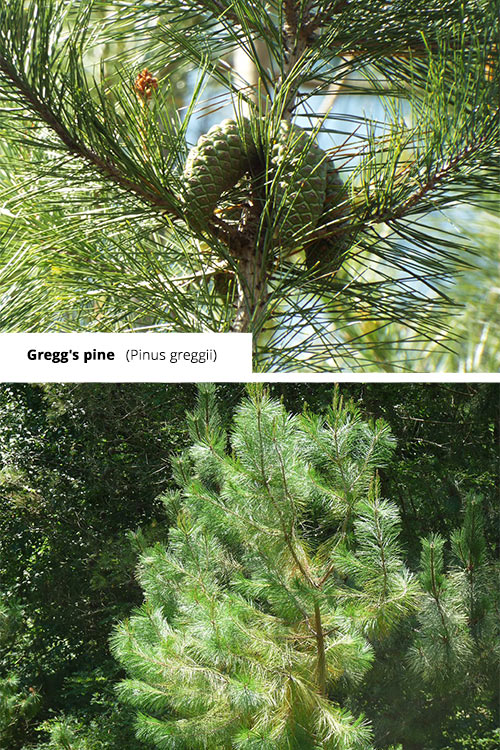 Pinus greggii   Gregg's pine
