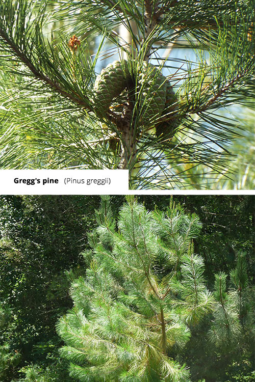 Pinus greggii Gregg's pine
