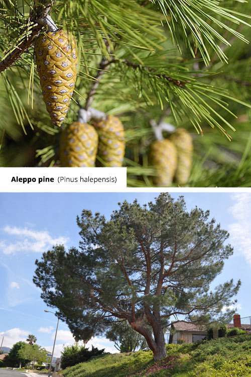 Pinus halepensis Aleppo pine