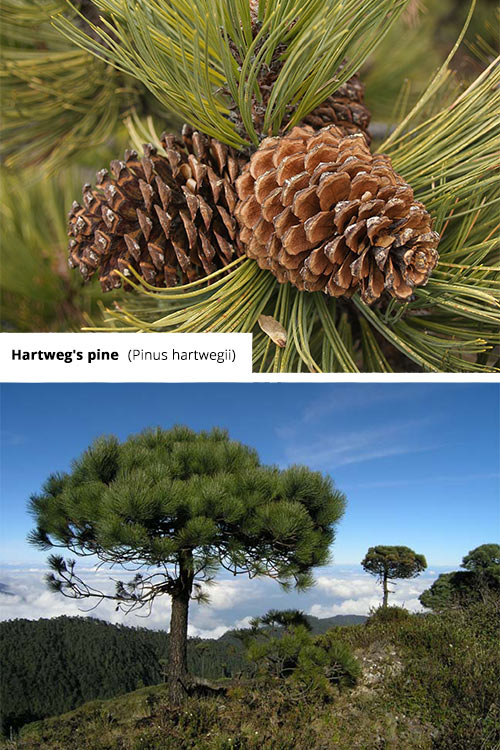 Pinus hartwegii Hartweg's pine