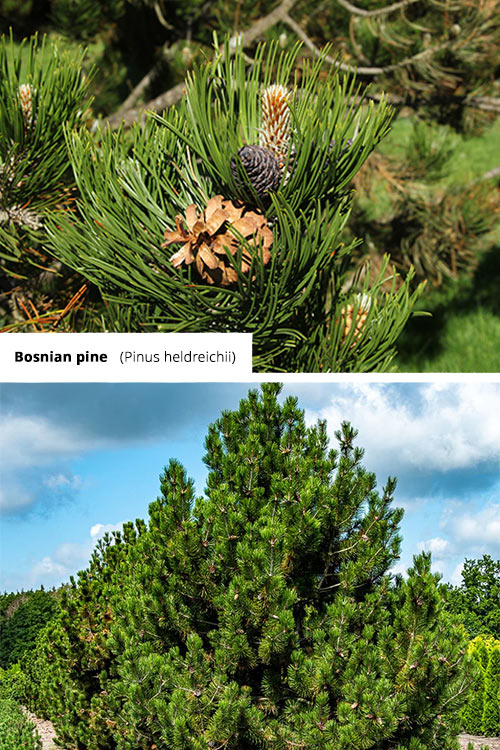 Pinus heldreichii   Bosnian pine
