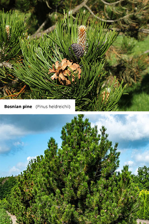 Pinus heldreichii Bosnian pine