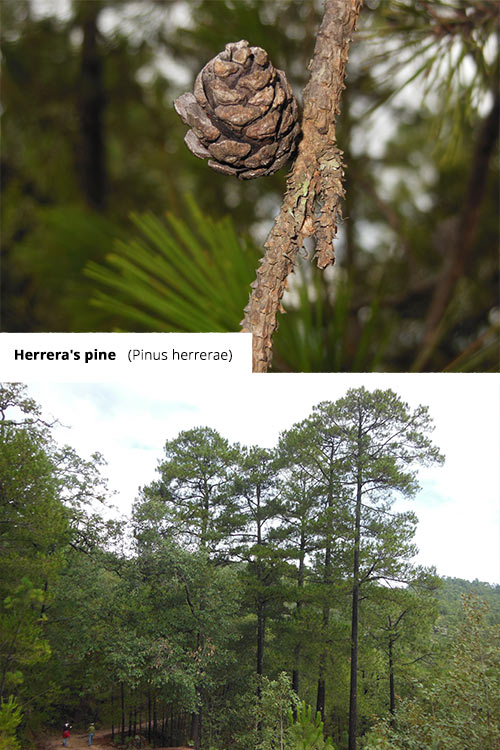 Pinus herrerae   Herrera's pine