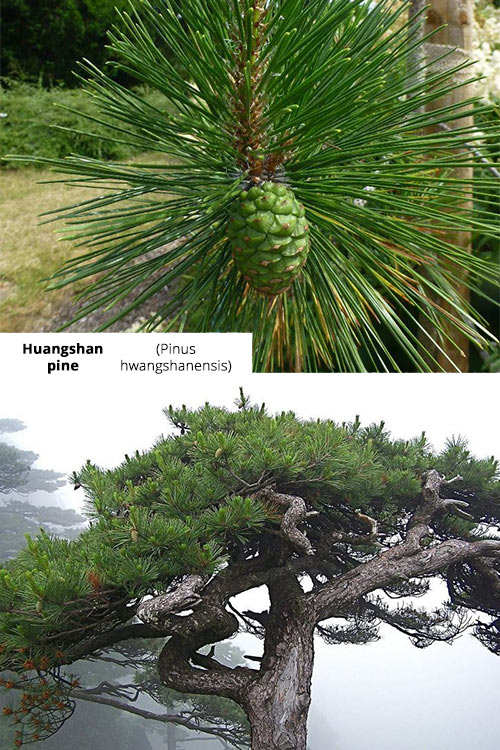 Pinus hwangshanensis Huangshan pine