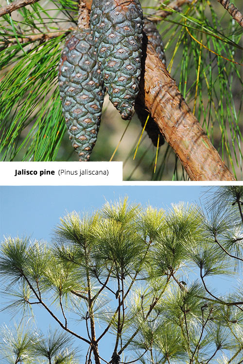 Pinus jaliscana Jalisco pine
