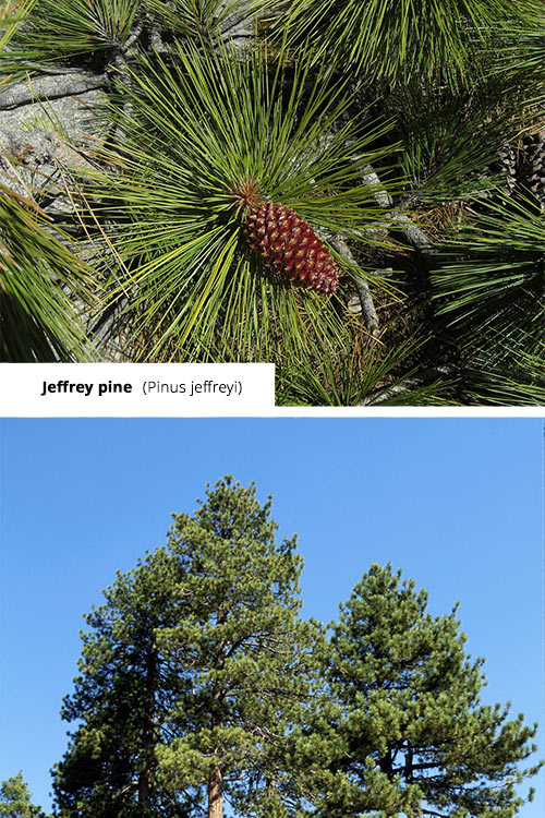 Pinus jeffreyi Jeffrey pine