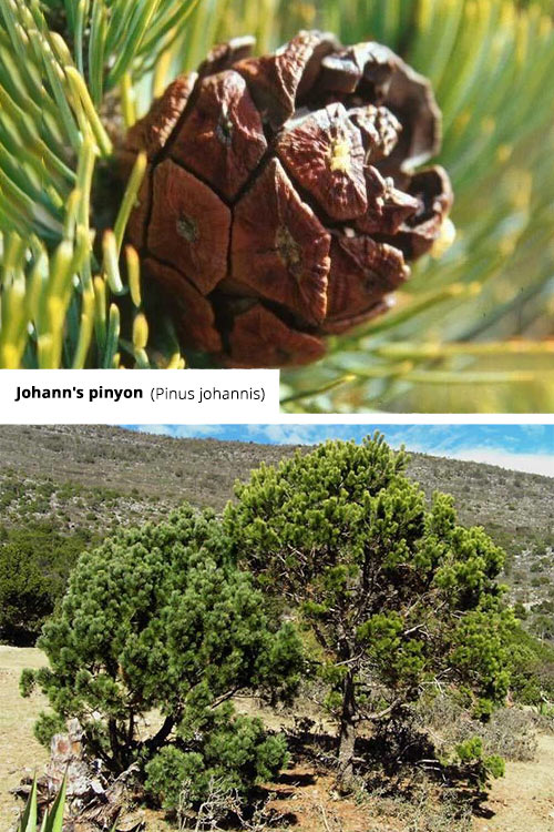 Pinus johannis   Johann's pinyon