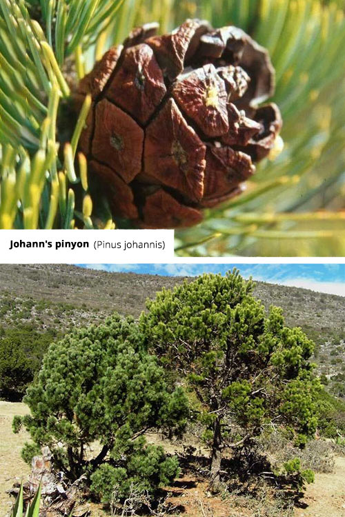 Pinus johannis Johann's pinyon