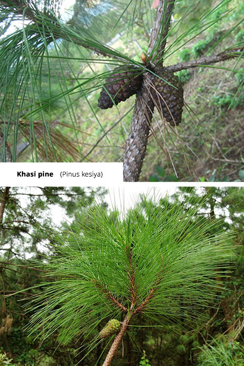Pinus kesiya Khasi pine