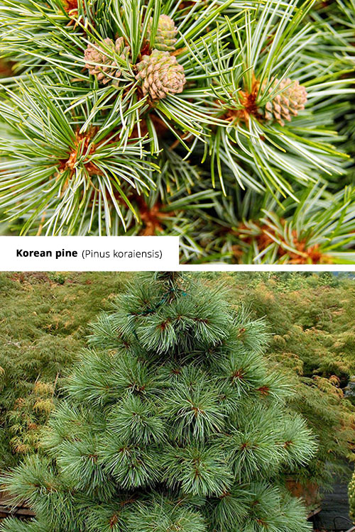 Pinus koraiensis Korean pine